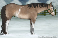 Horse Color:White Spotted Liver Red Dun Sabino Rabicano 