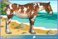 Horse Color:White Spotted Chocolate Palomino 