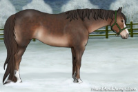 Horse Color:Liver Chestnut Sabino