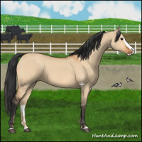 Horse Color:Bay Dun Splash 