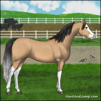 Horse Color:Bay Dun Splash 