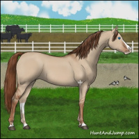 Horse Color:Red Dun Splash 