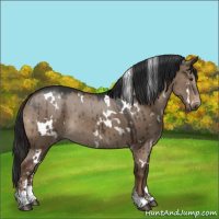 Horse Color:White Spotted Liver Red Dun Sabino Rabicano Brindle 