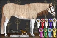 Horse Color:Red Dun Splash  and Red Dun Splash 