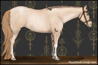 Horse Color:Gold Champagne Pearl Rabicano and Gold Champagne Pearl Rabicano