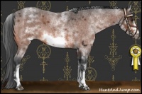 Horse Color:White Spotted Brown Roan Frame 