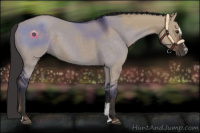 Horse Color:Liver Red Dun Sabino 