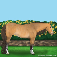 Horse Color:Buckskin Sabino Rabicano