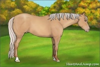Horse Color:Silver Amber Champagne Frame