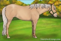 Horse Color:Silver Amber Champagne Frame 