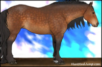 Horse Color:Buckskin 