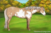 Horse Color:Silver Amber Champagne Splash Frame