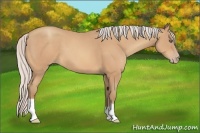 Horse Color:Silver Amber Champagne Frame 