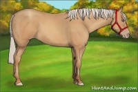 Horse Color:Silver Amber Champagne Frame