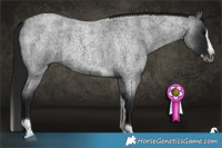 Horse Color:Gray Blue Roan Splash Tobiano 