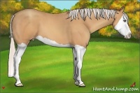 Horse Color:Silver Amber Champagne Splash