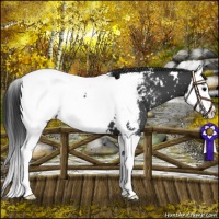 Horse Color:White Spotted Black Splash Near Fewspot 