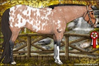Horse Color:Bay Roan Appaloosa