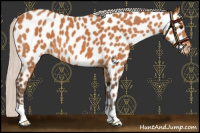 Horse Color:Silver Bay Near Leopard 