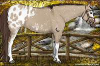 Horse Color:White Spotted Liver Red Dun Appaloosa 