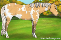 Horse Color:White Spotted Silver Buckskin 