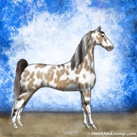 Horse Color:Buckskin Dun Sabino Appaloosa Brindle