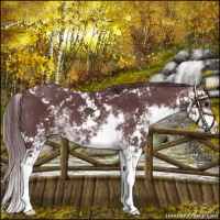 Horse Color:Chocolate Black Sabino Appaloosa