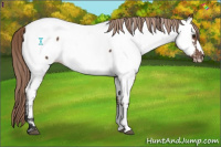 Horse Color:Liver Chestnut Appaloosa