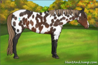 Horse Color:Liver Chestnut Appaloosa 