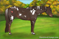 Horse Color:White Spotted Liver Chestnut 