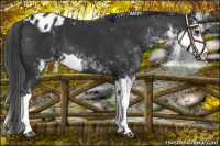 Horse Color:Black Sabino Appaloosa