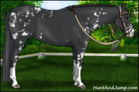 Horse Color:Black Sabino 