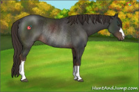 Horse Color:Liver Chestnut Rabicano 