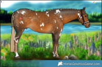 Horse Color:White Spotted Chocolate Palomino Rabicano