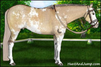 Horse Color:Chocolate Silver Buckskin Dun Sabino