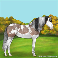 Horse Color:White Spotted Bay Roan Splash 