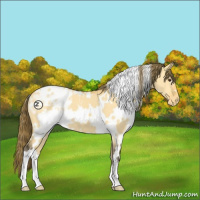 Horse Color:White Spotted Buckskin Dun Blanket 
