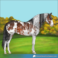 Horse Color:White Spotted Brown 