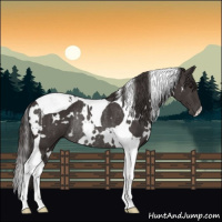 Horse Color:White Spotted Smoky Black Tobiano Rabicano 