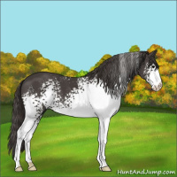 Horse Color:White Spotted Smoky Black 