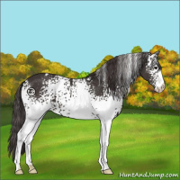 Horse Color:White Spotted Smoky Black 