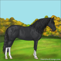 Horse Color:Black 