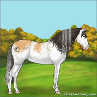 Horse Color:White Spotted Buckskin Splash Rabicano 