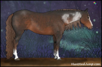Horse Color:White Spotted Liver Chestnut Sabino 
