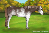Horse Color:White Spotted Liver Chestnut Tobiano 