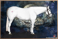 Horse Color:Gray White Spotted Liver Chestnut