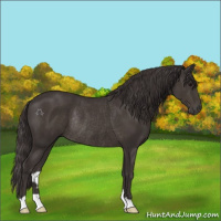 Horse Color:Smoky Black Rabicano 