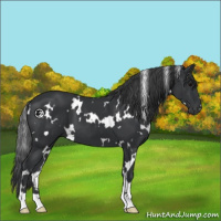 Horse Color:White Spotted Black 