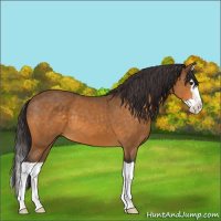 Horse Color:Buckskin Splash 