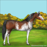 Horse Color:White Spotted Brown 